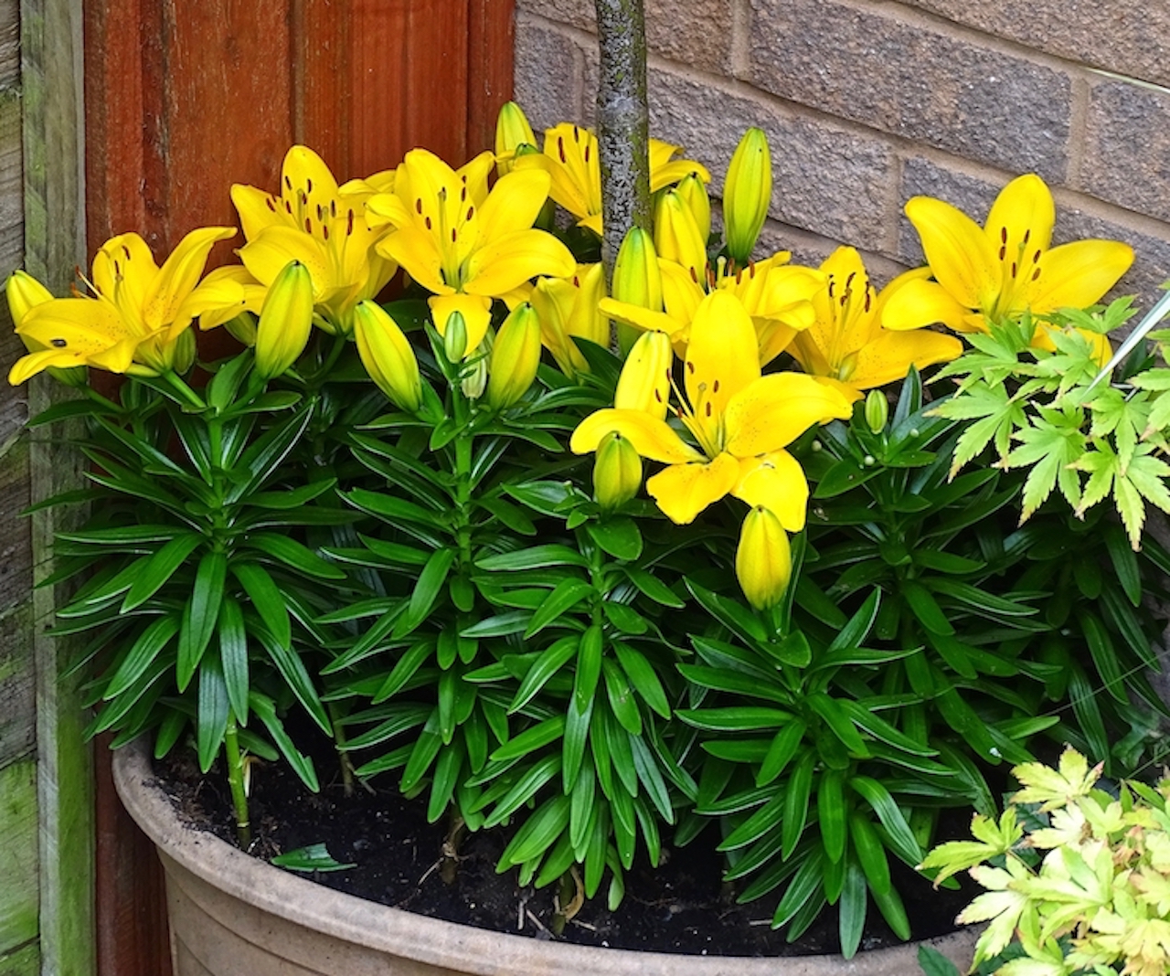 Best time to plant lily bulbs information