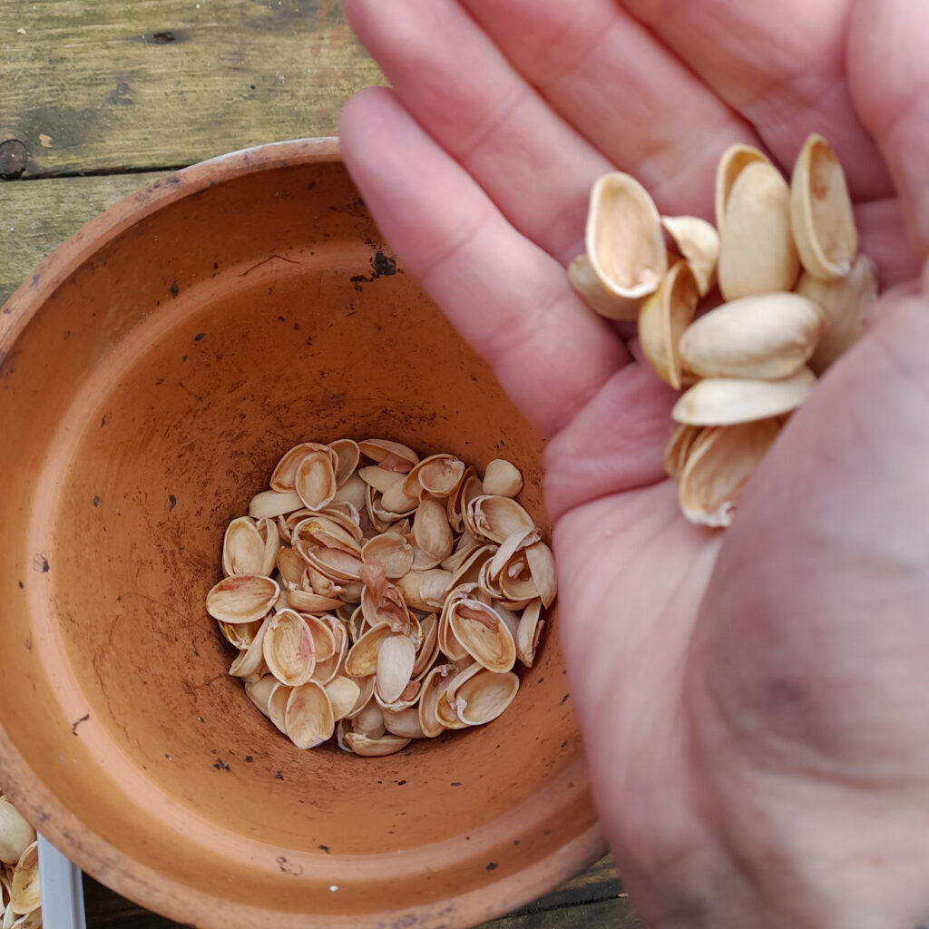 Pistachio shells for container drainage