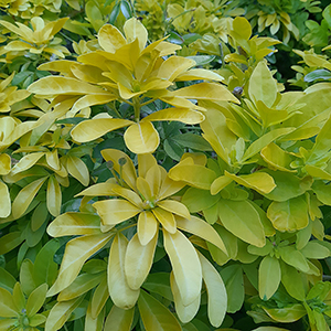 Choisya Sundance