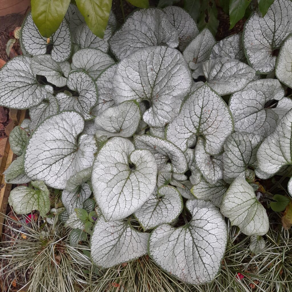 Brunnera Jack Frost