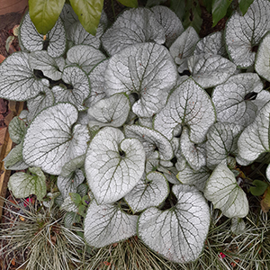 Brunnera Jack Frost