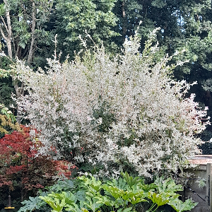 Salix Flamingo Tree thumbnail