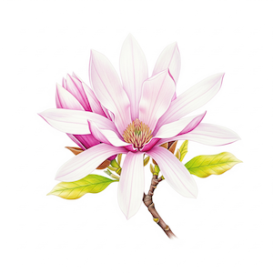 Magnolia