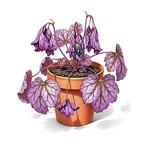 Vanishing Heuchera