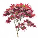Acer palmatum ‘Atropurpureum’