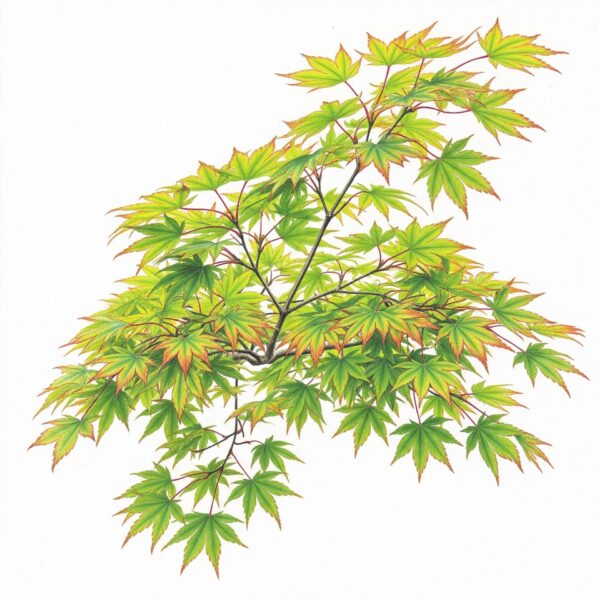 Acer palmatum ‘Going Green’