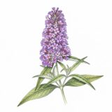 Buddleja davidii ‘Butterfly bush’