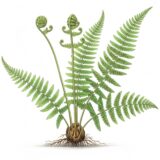 Dryopteris filix-mas ‘Male fern’