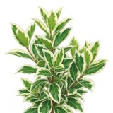 Euonymus fortunei ‘Emerald Gaiety’