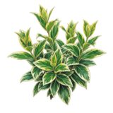 Euonymus fortunei ‘Emerald ‘n’ Gold’