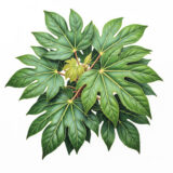 Fatsia japonica