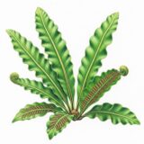 Asplenium scolopendrium ‘Hart’s-tongue Fern’