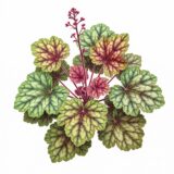 Heuchera ‘Green spice’