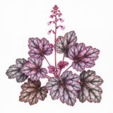 Heuchera ‘Purple palace’