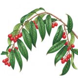 Cotoneaster ‘Cornubia’