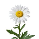 Leucanthemum ‘Shasta daisy’