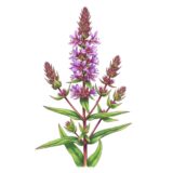 Lythrum salicaria ‘Purple loosestrife’