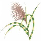 Miscanthus sinensis ‘Zebrinus’