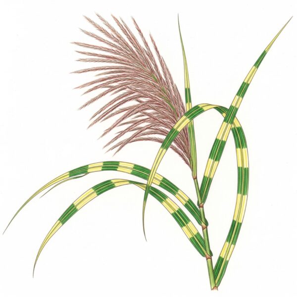 Miscanthus sinensis 'Zebrinus'