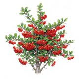 Pyracantha ‘Firethorn’
