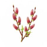 Salix gracilistyla ‘Mount Aso,