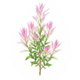 Salix integra ‘Flamingo’