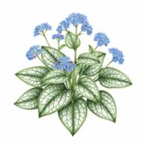 Brunnera ‘Jack Frost’